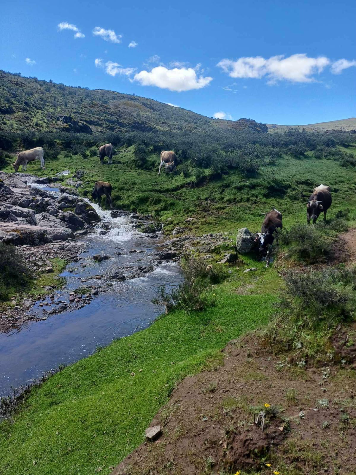 Paisaje 4